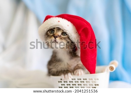 A small fluffy kitten in a Santa hat sits in a wicker basket, New Year's mood, New Year 2022, Christmas.
