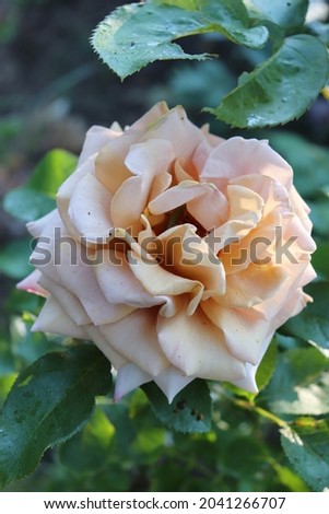 Golden, yellow, red and brown color Grandiflora Rose Honey Dijon flowers in a garden in June 2021. Idea for postcards, greetings, invitations, posters, wedding and Birthday decoration, background 