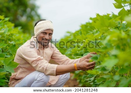 Young indian farmer at green cotton agriculture field.