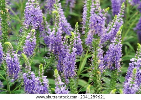                                spiked speedwell flower in the garden Royalty-Free Stock Photo #2041289621