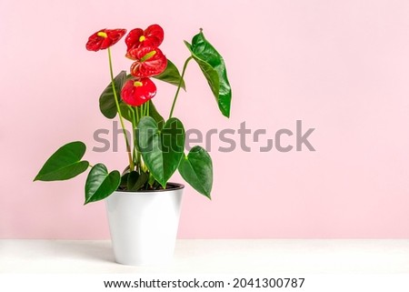 House plant Anthurium in white flowerpot isolated on white table and pink background Anthurium is heart - shaped flower Flamingo flowers or Anthurium andraeanum (Araceae or Arum) symbolize hospitality Royalty-Free Stock Photo #2041300787