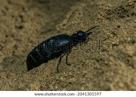 Big black shiny beetle with blue paws Oil Beetle (Latin: Meloe proscarabaeus), close-up on the ground. Dangerous, poisonous.