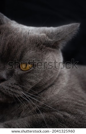 
British cat lies on a black background