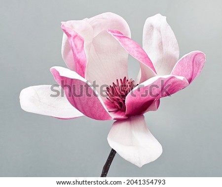 Magnolia liliiflora flower, Lily magnolia flower on gray background, Purple magnolia flower                                Royalty-Free Stock Photo #2041354793
