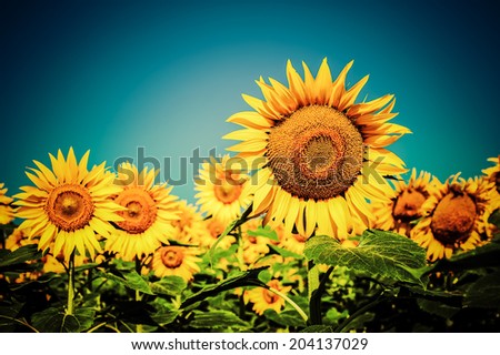 Sunflower field under blue sky. Floral background in vintage style 