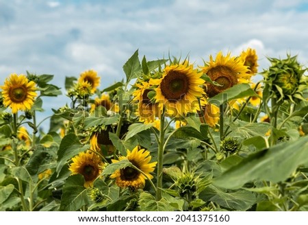 Sunflowers growing in the field at summer