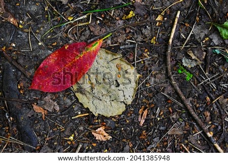 red and dry leaves on the ground in the forest