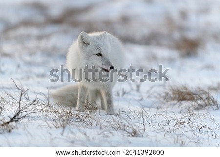 Wild arctic fox (Vulpes Lagopus) in tundra in winter time.