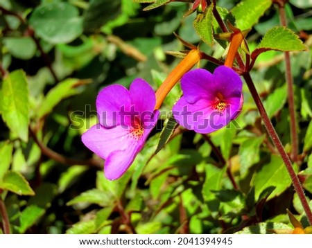 Achimenes longiflora has many common names including Cupid's bow, nut-orchid, and magic flower.                                 Royalty-Free Stock Photo #2041394945