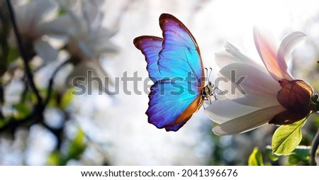branches of blooming white magnolia and blue tropical morpho butterfly 