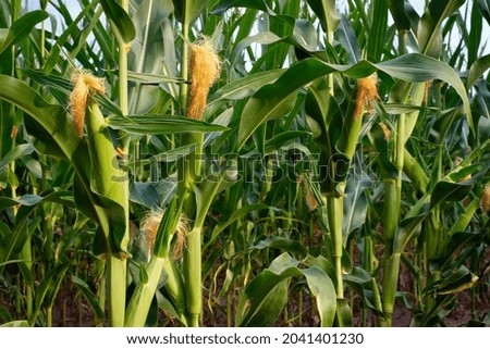 ears of corn and green leaves on a field background close-up. Corn farm. A selective focus picture of corn cob in organic corn field. concept of good harvest, agricultural, place for text