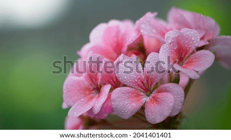 Geranium. small pale pink flowers. in drops of morning dew or after rain. Floral background. Pink flowers of homegrown violets in a pot on a green background. bokeh, beautiful flower Royalty-Free Stock Photo #2041401401