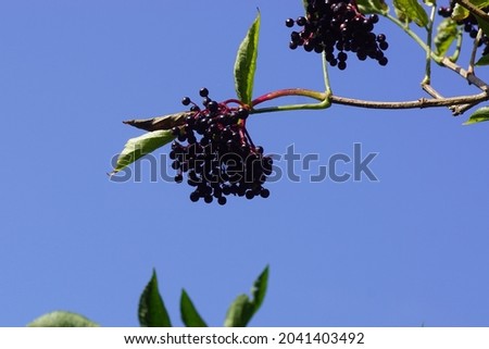 Branch with black berries of elder, Sambucus nigra, family Adoxaceae. Blue sky on the background. Dutch garden, late summer, September.                               
