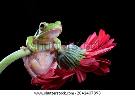 Malayan flying frog on red flower