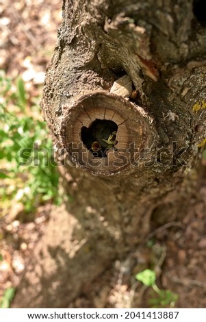 Two small birds in a nest inside a tree. Wood, close-up, detail and macro photography, blurred background. Hatchling begging for food