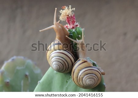 Two beautiful colored tree snails are looking for food. The mollusk, which has the scientific name Asperitas nemorensis, is a natural habitat in a forest area on the island of Sumbawa, Indonesia. 
