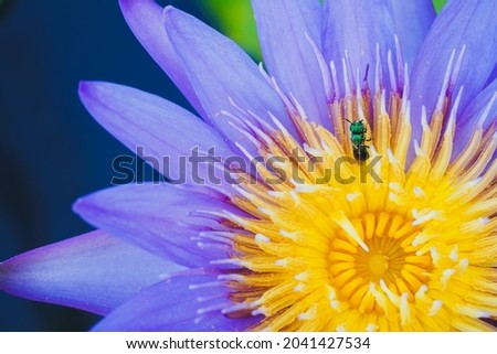 Top view of a beautiful pink lotus or water lily flowers with green leaves blooming on pond