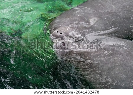 Two Manatee Noses Together in the Water