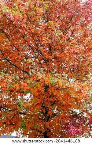 Quercus palustris pin oak tree typical autumnal colorful deciduous foliage