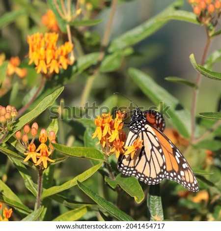 A female monarch butterfly (Danaus plexippus) explores the blooms of an orange butterfly weed (Asclepias tuberosa), a host plant, in summer.