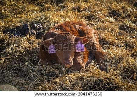 Picture of a calf laying in hay