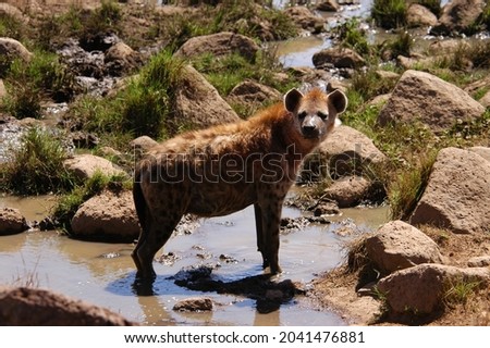Hyena living in Masai Mara, Kenya