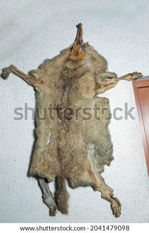 They skinned the fox and hit the wall in the restaurant . A fox skin processed which hangs on a wall