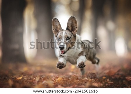A funny marbled welsh corgi cardigan puppy with multi-colored eyes running among the fallen leaves against the backdrop of a bright autumn landscape. Paws in the air. Tongue sticking out