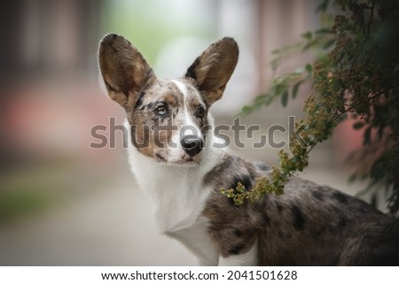 Close-up portrait of a serious marbled welsh corgi cardigan puppy with multi-colored eyes against the backdrop of a colorful cityscape. Looking to the side