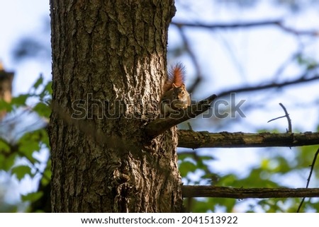 American red squirrel - female, ((Tamiasciurus hudsonicus) known as the pine squirrel, North American red squirrel and chickaree.
