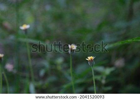 Coat button or Tridax daisy flowers (Tridax procumbens) in early morning light on blurred green field background. Relaxing natural background concept. Selective focus with copy space.