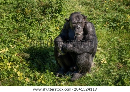 West African chimpanzee (Pan troglodytes verus) sitting in the grass. Blurred background. Selective focus. Royalty-Free Stock Photo #2041524119