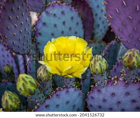 The Santa Rita Prickly Pear of the Sonoran Desert changes colors due to the available light and season. The bright yellow flowers provide a nice color contrast. Royalty-Free Stock Photo #2041526732