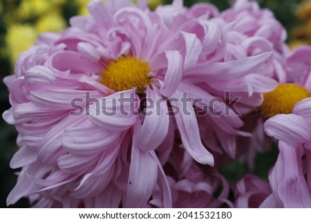 Background with blossoming a chrysanthemum. Chrysanthemum flowers bloom in autumn in the chrysanthemum garden.  Royalty-Free Stock Photo #2041532180