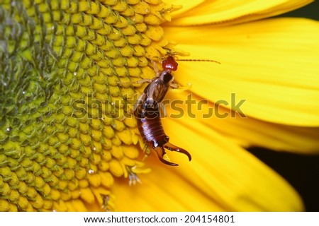 Brown Earwig Sipping Nectar in Center of Bright Yellow Sunflower