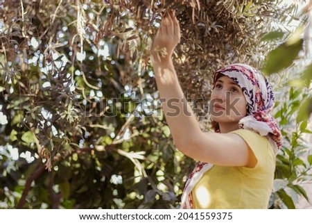 Pretty caucasian brown hair countryside farmer villager woman in a olive tree farm collecting ready olives 