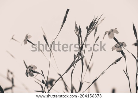 Subtle vintage background with carnation flowers