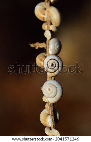 Close-up of a dry branch with many different snail shells hanging against a brown background in vertical format