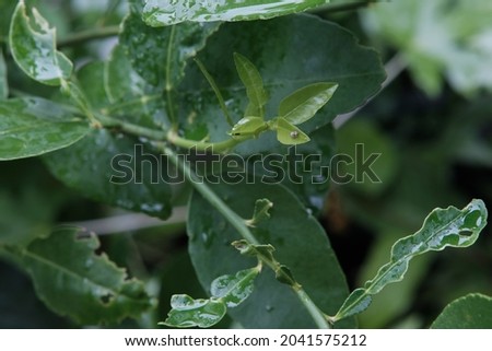 Small pests like to eat the young leaves of the plant.