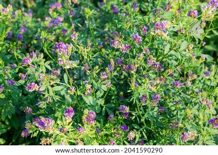 Fragment of the field with flowering alfalfa in summer day, close-up
 Royalty-Free Stock Photo #2041590290