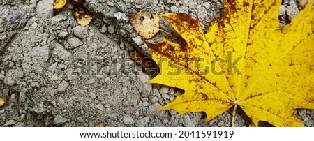 Colorful maple leaf close-up.Tractor track, soil texture. Golden, brown, orange, yellow autumn leaves colors. Nature, seasons, graphic resources, macro photography. Ecology, environmental damage
