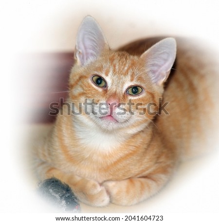 beautiful cute red young cat with expressive eyes