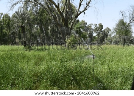 Perennial trees in green fields