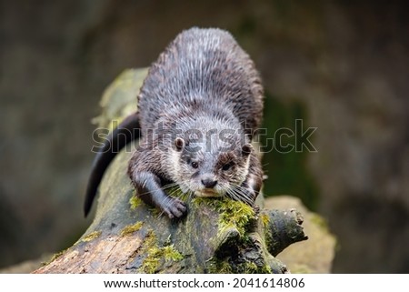 European otter (Lutra lutra) rest on tree trunk, wildlife Czech republic