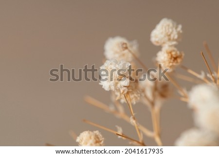 Dried gypsophila flowers macro shot Royalty-Free Stock Photo #2041617935