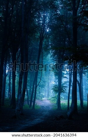 Spooky dark foggy forest. Misty Halloween trails in the woods. Dark creepy places