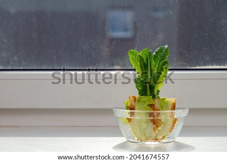 Regrowing chinese cabbage in a glass bowl on a windowsill. Using vegetable scraps to grow organic vegetables at home. Royalty-Free Stock Photo #2041674557