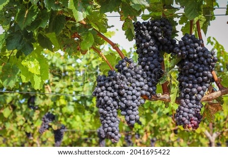 Bunch of dark grapes hanging on vines inside the vineyard. Winery and harvesting. Growing grapes and winemaking banner design