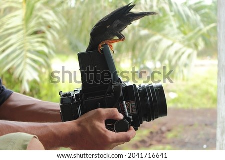 A Black Starling Bird peeking through the viewfinder of a medium format film camera.