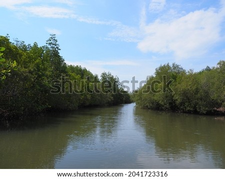 Mangrove forests maintain a balanced ecosystem on the coast.